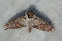Ambulyx canescens