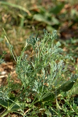 Eschscholzia californica