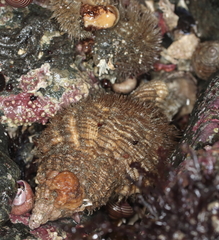 Fusitriton oregonensis