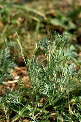 Eschscholzia californica