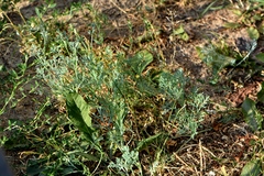 Eschscholzia californica
