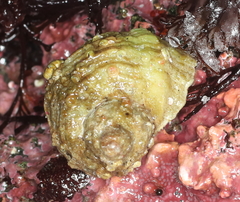 Ariadnaria insignis