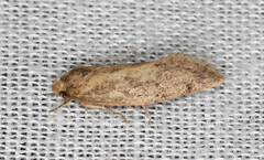 Syncometes vilis