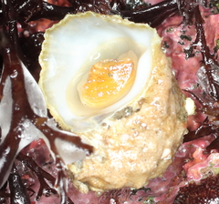 Ariadnaria insignis