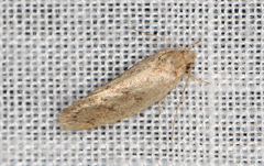 Syncometes vilis