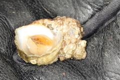 Ariadnaria insignis