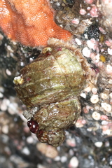 Ariadnaria insignis