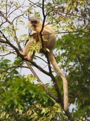 Trachypithecus geei
