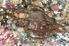 Scabrotrophon stuarti