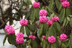 Rhododendron arboreum