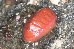 Lepidozona interstincta