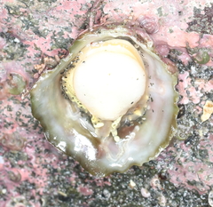 Crepipatella lingulata