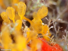 Pycnoclavella communis