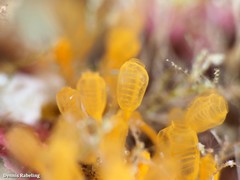 Pycnoclavella communis