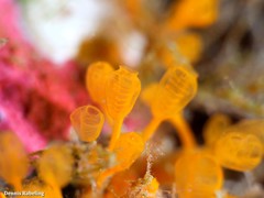 Pycnoclavella communis