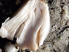 Coprinellus