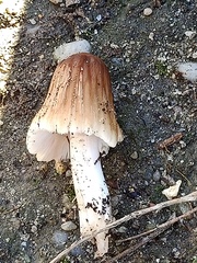Coprinellus
