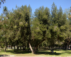 Beilschmiedia berteroana