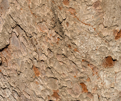 Beilschmiedia berteroana