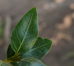 Beilschmiedia berteroana