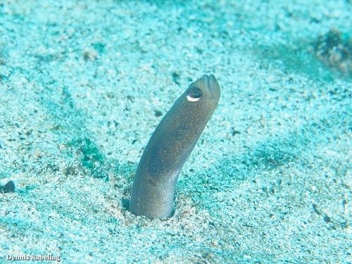 Brown Garden Eel