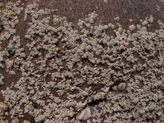 Chthamalus dentatus