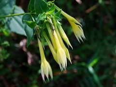 Lisianthius seemannii