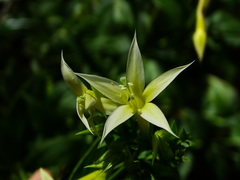 Lisianthius seemannii