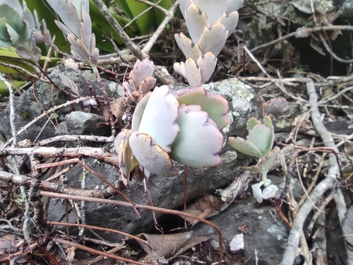 Image of Kalanchoe fedtschenkoi by (c) Augustin Soulard, some rights reserved (CC BY)