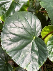 Begonia cucullata