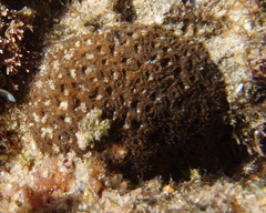 Anomastraea irregularis