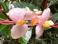 Begonia cucullata