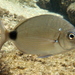 Cape White Seabream - Photo (c) Craig Peter, some rights reserved (CC BY-NC), uploaded by Craig Peter