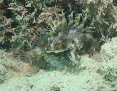 Dendrochirus barberi