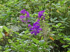 Pleroma heteromallum