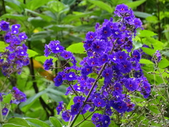 Pleroma heteromallum