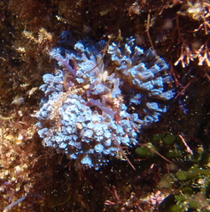 Sansibia