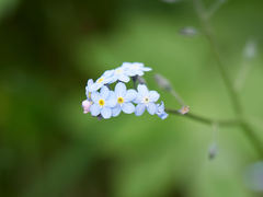 Myosotis alpestris