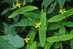 Hypericum erectum