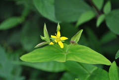 Hypericum erectum