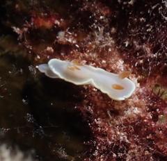 Ardeadoris angustolutea