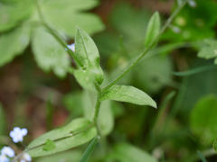 Myosotis alpestris