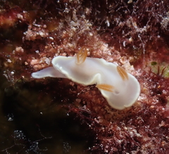 Ardeadoris angustolutea
