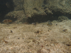 Eudistoma caeruleum