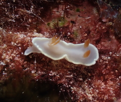Ardeadoris angustolutea