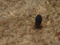 Eudistoma caeruleum