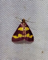 Pyrausta tyralis