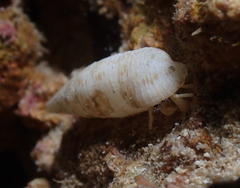 Calcinus guamensis