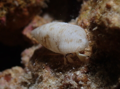 Calcinus guamensis