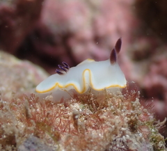 Ardeadoris scottjohnsoni